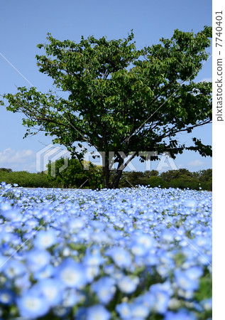 Nemophila's meadow Nemophila's meadow 7740401