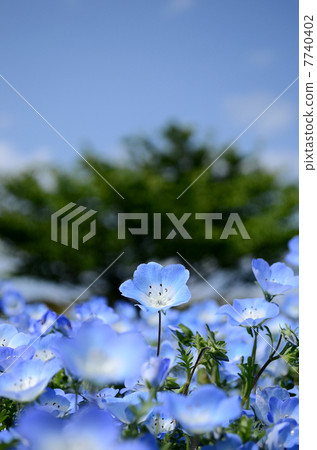 Nemophila 7740402
