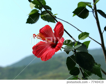 拜恩夫人 7740419