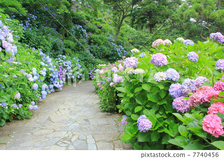 下田公園當它是繡球花 下田公園當它是繡球花 7740456