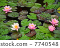 Water lilies on a pond 7740548