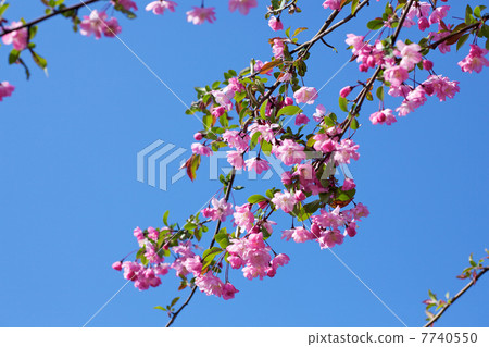 Cold scarlet cherry blossoms in full bloom 7740550