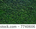 Green garden hedge 7740606