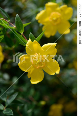 Blooming flowers 7740828