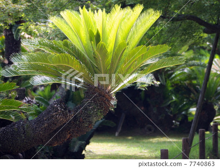 Cycado in Korakuen Cycado in Korakuen 7740863