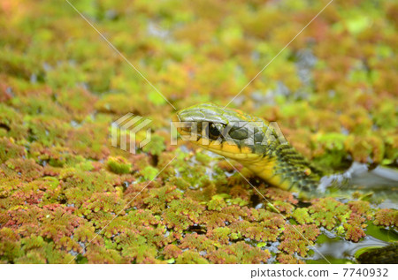Snake's water bath Snake's water bath 7740932