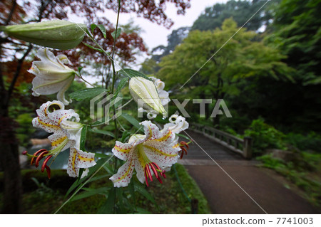 Lily in the rain Lily in the rain 7741003