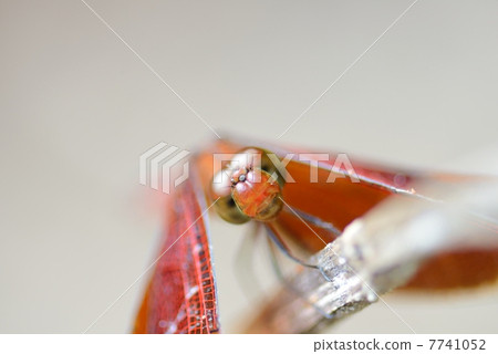 Akujisobekko蜻蜓 7741052