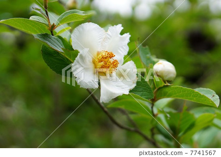 薩魯伍德的花 7741567