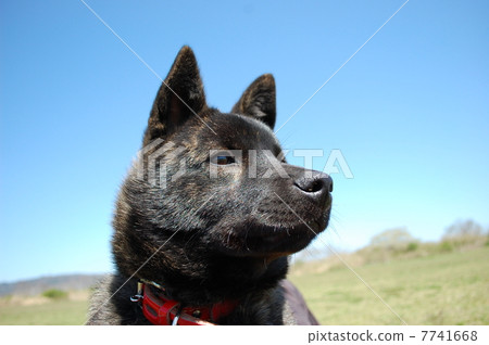 Recommended♪ 7741668