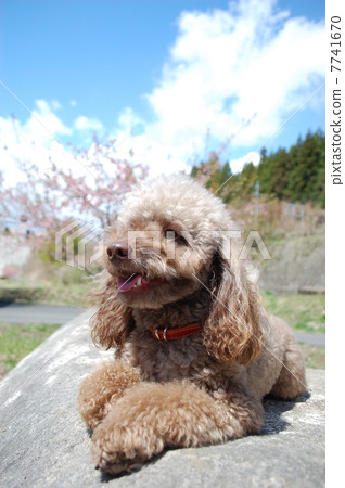 Refreshing season ♪ 7741670