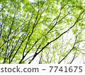Zelkova of the bud 7741675