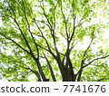 Zelkova of the bud 7741676