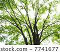 Zelkova of the bud 7741677