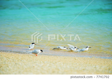 Erygladic terns and venillia - Sterna sumatrana, Sterna dougallii Erygladic terns and venillia - Sterna sumatrana, Sterna dougallii 7741702