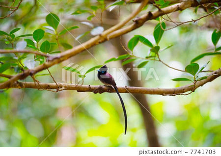 Ryukyu San-no-Tachi  -  Terpsiphone atrocaudata 7741703