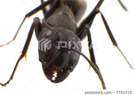 Black owl -Camponotus japonicus 7741728