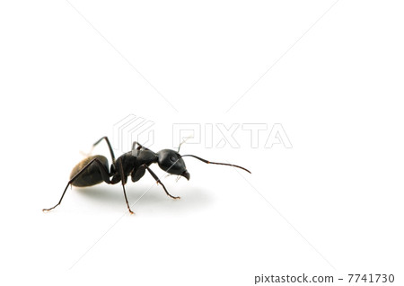 Black owl -Camponotus japonicus 7741730