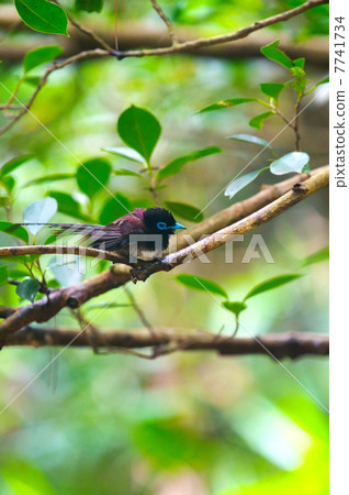 Ryukyu San-no-Tachi  -  Terpsiphone atrocaudata 7741734