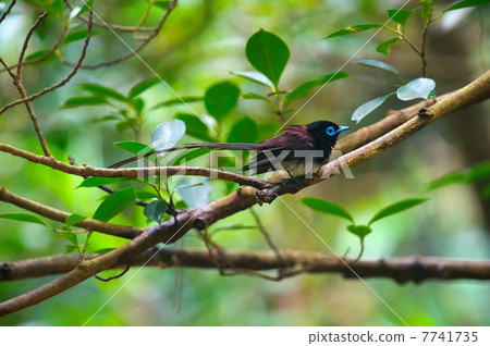 Ryukyu San-no-Tachi  -  Terpsiphone atrocaudata 7741735