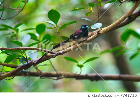 Ryukyu San-no-Tachi  -  Terpsiphone atrocaudata 7741736