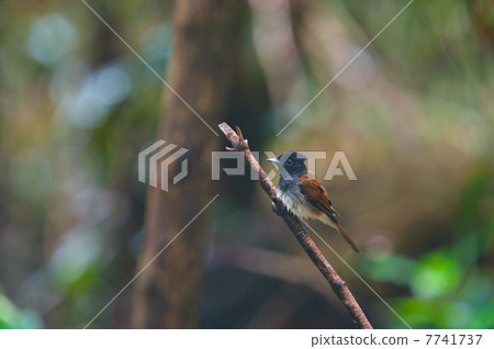 Ryukyu San-no-Tachi  -  Terpsiphone atrocaudata 7741737