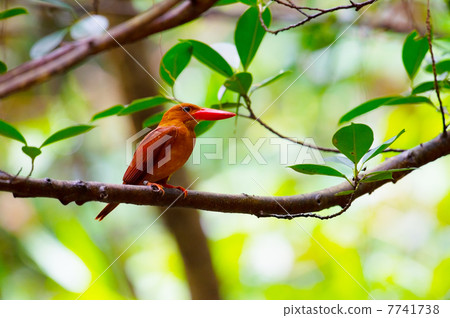 琉球Akashoubin  -  Halcyon coromanda bangsi 7741738