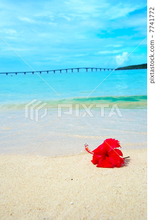 Hikishiri和Hibiscus Hikishiri和Hibiscus 7741772