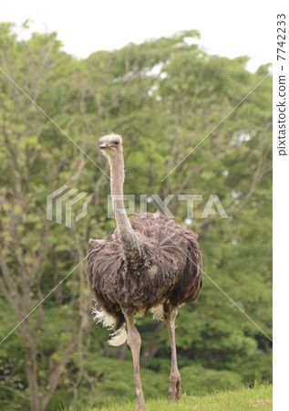 鴕鳥6 7742233