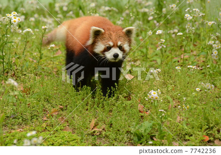 孩子的小熊貓 7742236