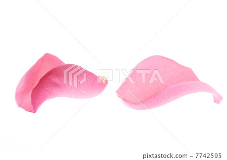 玫瑰花瓣 7742595