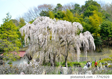 Weeping cherry tree Tsuraku Nishikoen 7742920