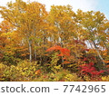 Autumn Echigo Yuzawa 03 7742965