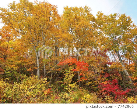 Autumn Echigo Yuzawa 03 7742965