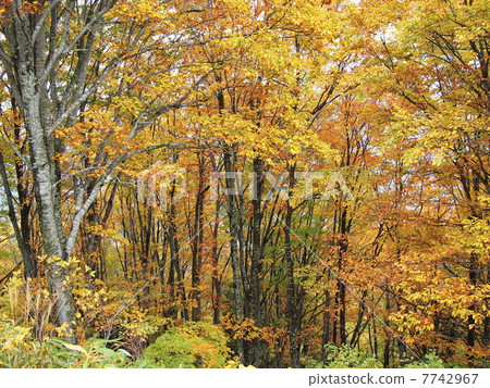 Autumn Echigo Yuzawa 01 Autumn Echigo Yuzawa 01 7742967