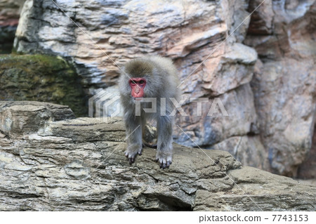 Japanese macaques 7743153
