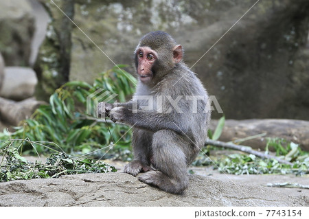 Japanese macaques Japanese macaques 7743154