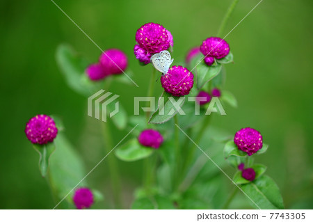 Sennichiko and Shijiku 7743305