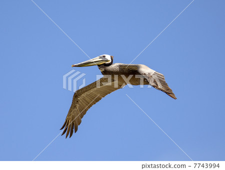 Coarse Pelican Coarse Pelican 7743994