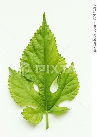 桑葉 桑葉 7744189