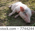 一頭豬 7744244