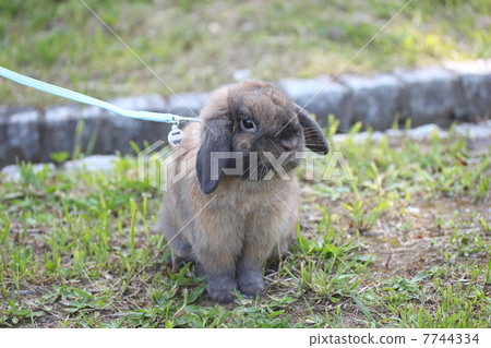 Holl drop drops 7744334