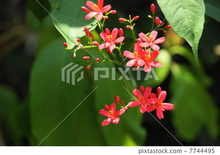 July Flower tropical plant Nanoyo Zakura · Euphorbiaceae 02 7744495
