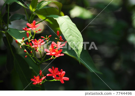7月花熱帶植物Nanoyo Zakura·大戟科01 7744496