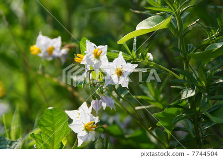七月花核桃豆/蛋家03 7744504