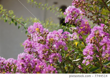 July Flowers Sarubergii · Miso Hagyaceae 84 7744514