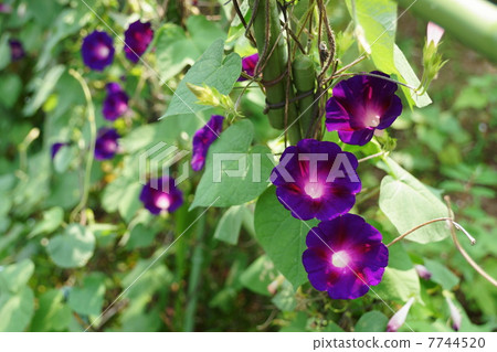 七月花牽牛花·Hiragao家庭40 7744520