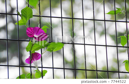 July flower morning glory · Hiragao family 38 7744522