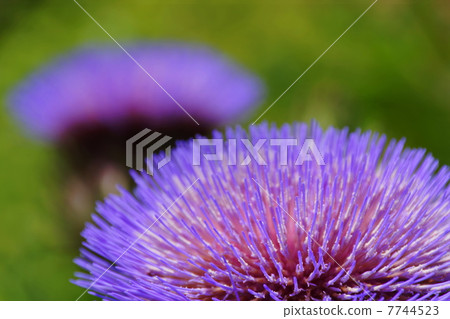 July Flower Artichoke · Asteraceae 81 7744523