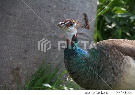 Female of peacock 7744685